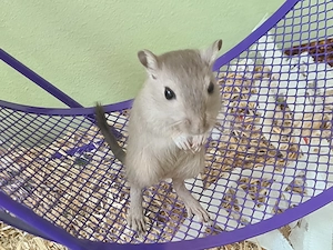 Rennmäuse Rennmaus Wüstenrennmäuse Nachwuchs