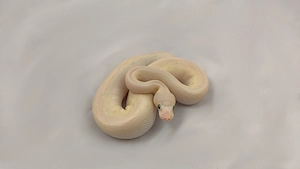  Königspython, Python regius; Verschiedenen Farbzuchten, aus eigener Zucht Bild 7