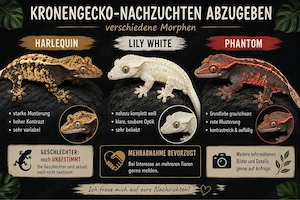 kronengecko Nachzuchten