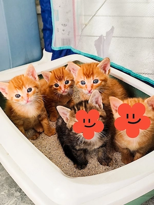 Babykatze Kitten Katzenbabys 