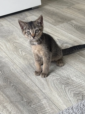 kitten suchen neues zuhause 