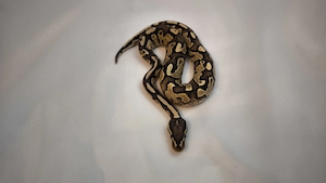  Königspython, Python regius; Verschiedenen Farbzuchten, aus eigener Zucht Bild 8