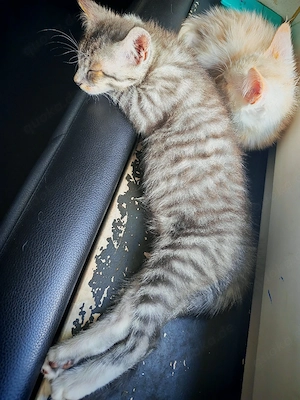 Noch 1 Maine Coon Mischling W sucht neues Zuhause 