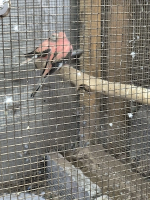 Bourkesittiche 