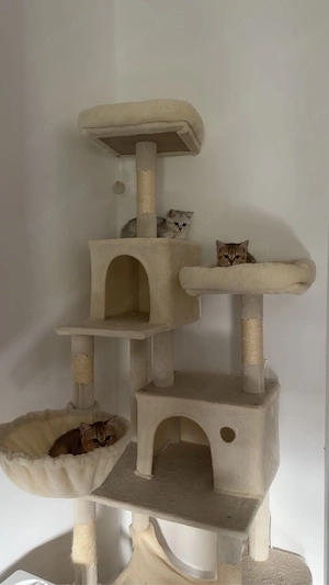 bkh katzen