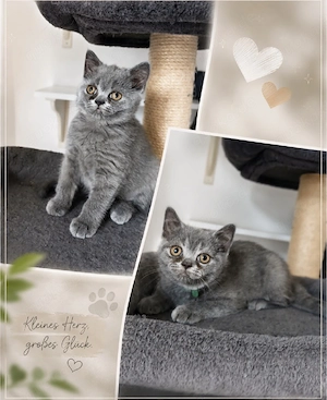 BKH Kitten Auszugsbereit