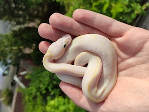 FÜR ÜBERGABE IN HAMM am 12.09. am Königspython, Python regius; aus eigener Nachzucht
