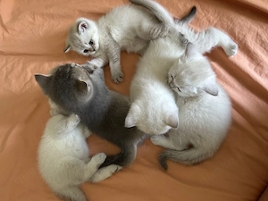 BKH Katzen zu reservieren 