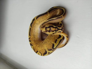 Königspython, Python regius; Verschiedenen Farbzuchten, aus eigener Zucht Bild 9