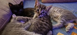 Noch 1 süsser Savannahmix Kater F1 zur Abgabe Bild 2