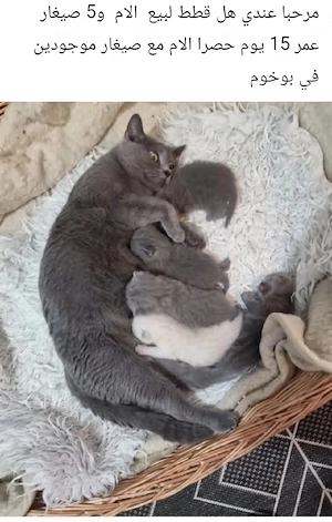 Katze zuverkaufen preis für alle zusammen  