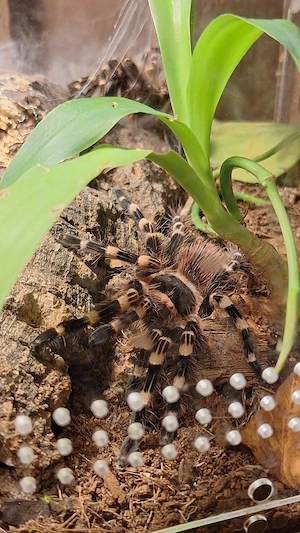 Acanthoscurria geniculata   