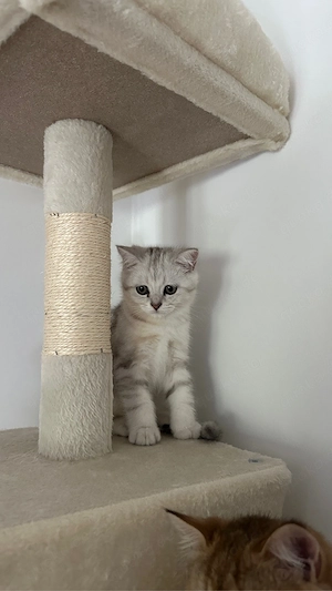 bkh katzen Bild 4