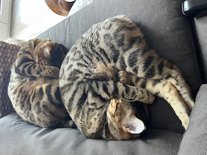 Schweren Herzens: Zwei wunderschöne Bengalen-Schwestern (6 Jahre) suchen ein neues Zuhause