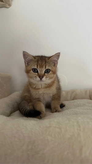 bkh katzen Bild 2