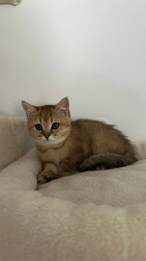 bkh katzen Bild 3