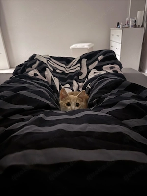 Katzenbaby 