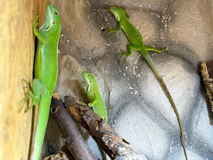 3 Weibchen Fidschi Leguan-Brachylophus fasciatus