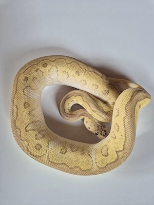 1.0 Fire Pastel Lesser Leopard Clown Bild 3