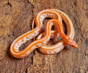 Mandarin, Mandarin Tessera 