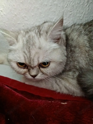 Suche Katze junge 