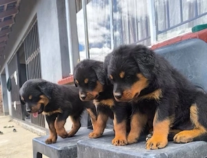 Rottweiler welpen