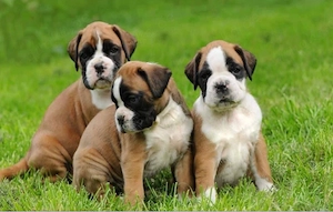 Boxer Welpen