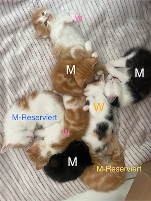 Süße Kätzchen sucht liebe FolieFamilie