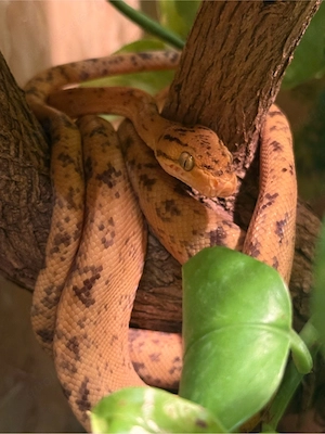gartenboa 