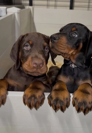 Dobermann welpen