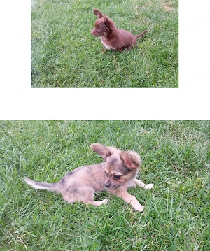 Chihuahua Welpen 