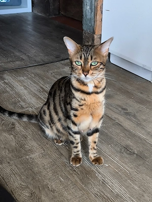 Bengal - Mix Kitten 