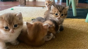 BKH Kitten mix 