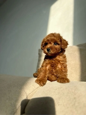 mini toy pudel weibchen 