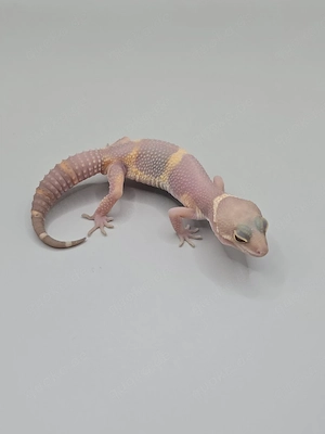 Leopardgecko Lava Projekt 1.0 Black Night Mandarin Tangerine Tremper 