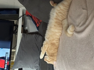 Hauskatze Simba 