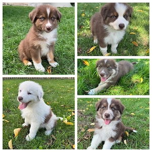 Australian Shepherd Welpen suchen ein liebevolles Zuhause