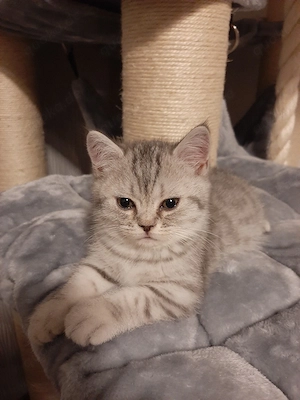 BKH Kitten Britisch Kurzhaar