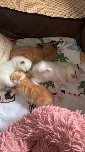 BKH mix Ragdoll Kitten suchen liebevolles Zuhause