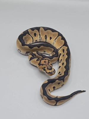 Königspython 1.0 Clown het Axanthic 