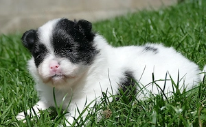 Zuckersüsse Zwergspitz Pomeranian Babys - Keine Minis