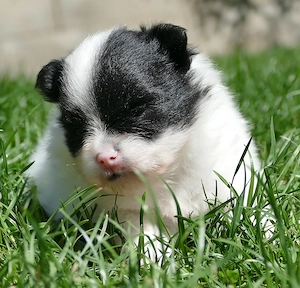 Zuckersüsse Zwergspitz Pomeranian Babys - Keine Minis