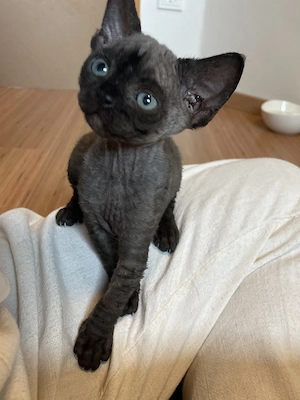 Kitten Katze Devon Rex Sphynx 