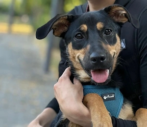 Dobermann Australian Kelpie-Mix Hündin sucht Zuhause