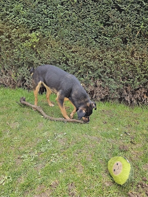 Dobermann Australian Kelpie-Mix Hündin sucht Zuhause Bild 5