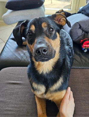 Dobermann Australian Kelpie-Mix Hündin sucht Zuhause Bild 2