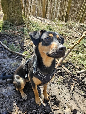 Dobermann Australian Kelpie-Mix Hündin sucht Zuhause Bild 4