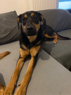 Dobermann Australian Kelpie-Mix Hündin sucht Zuhause Bild 3