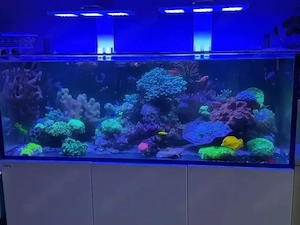 Komplettes Meerwasseraquarium