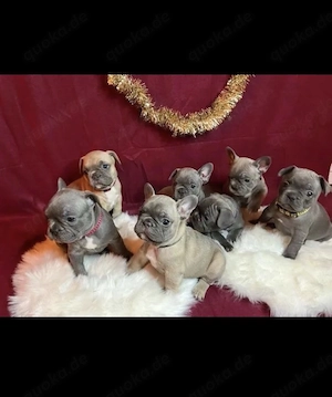   Zuckersüße Französische Bulldoggen Welpen mit Ahnentafel